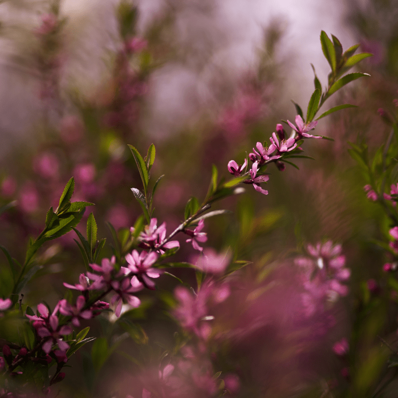 A close up of pink flowers in a bush.