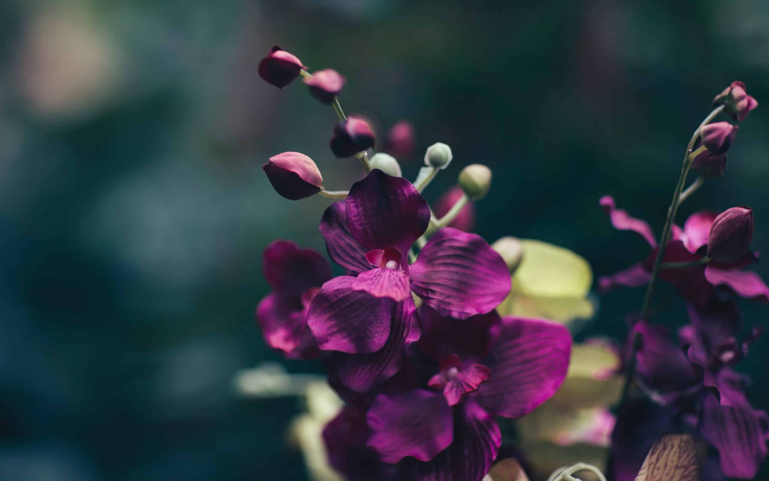 A close up of purple flowers in a vase.