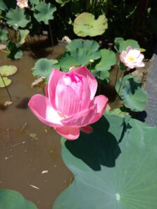 Bali Lotus Flower