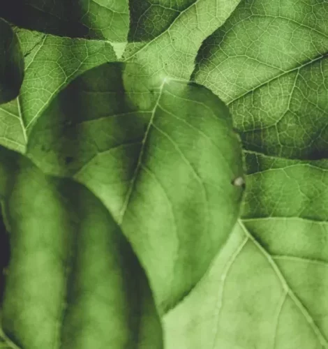 Shamanic Healing Meath