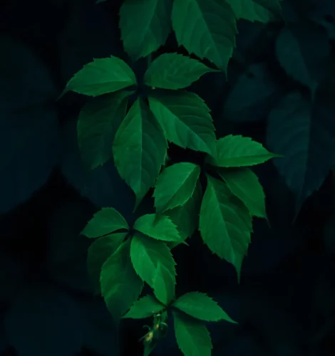Leaves dark green background